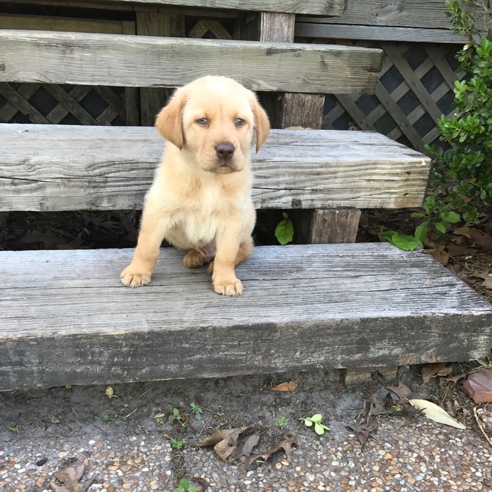 Meet your Posher, Dina
